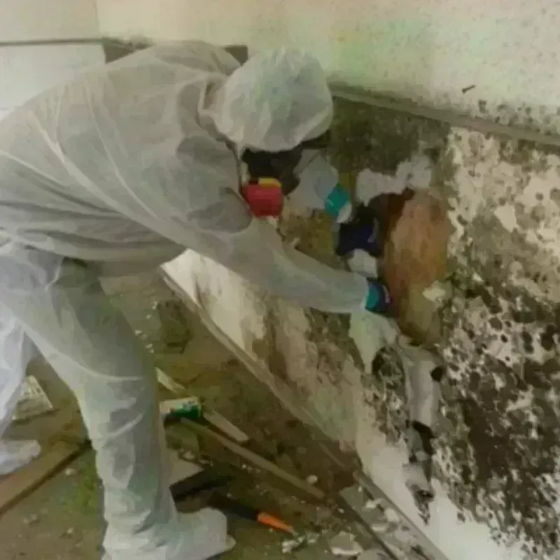 Mold Remediation and Removal in North Bibb, AL